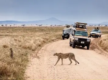 SafariIn